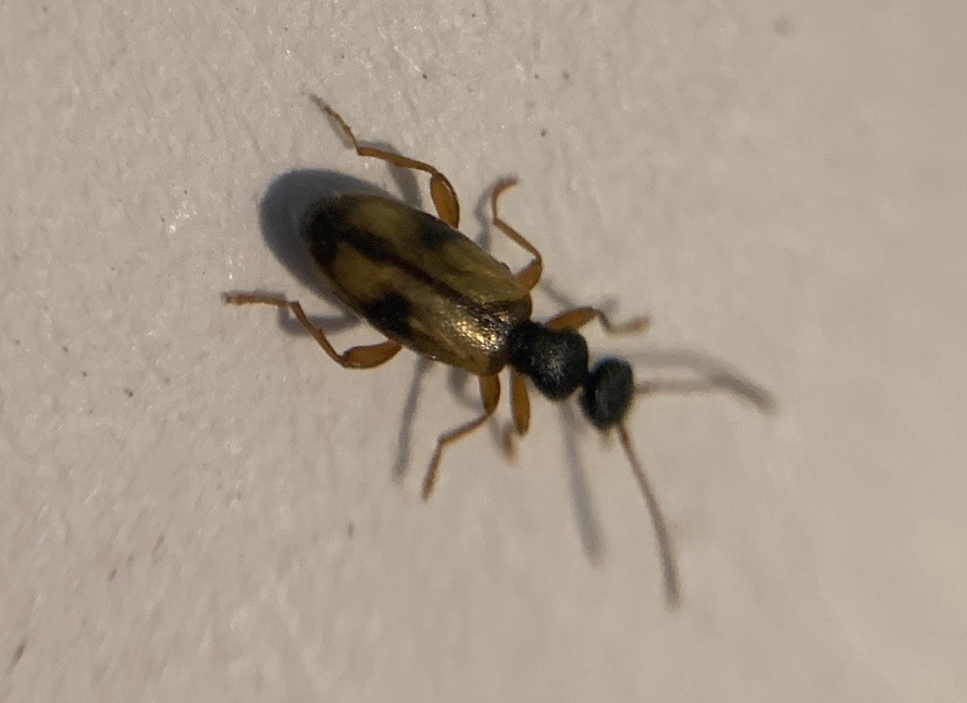 Cordicomus gracilis
