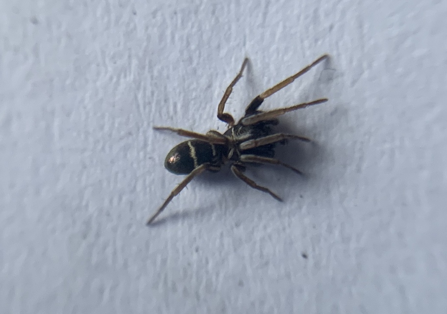 Micaria pulicaria - ékes fémpók