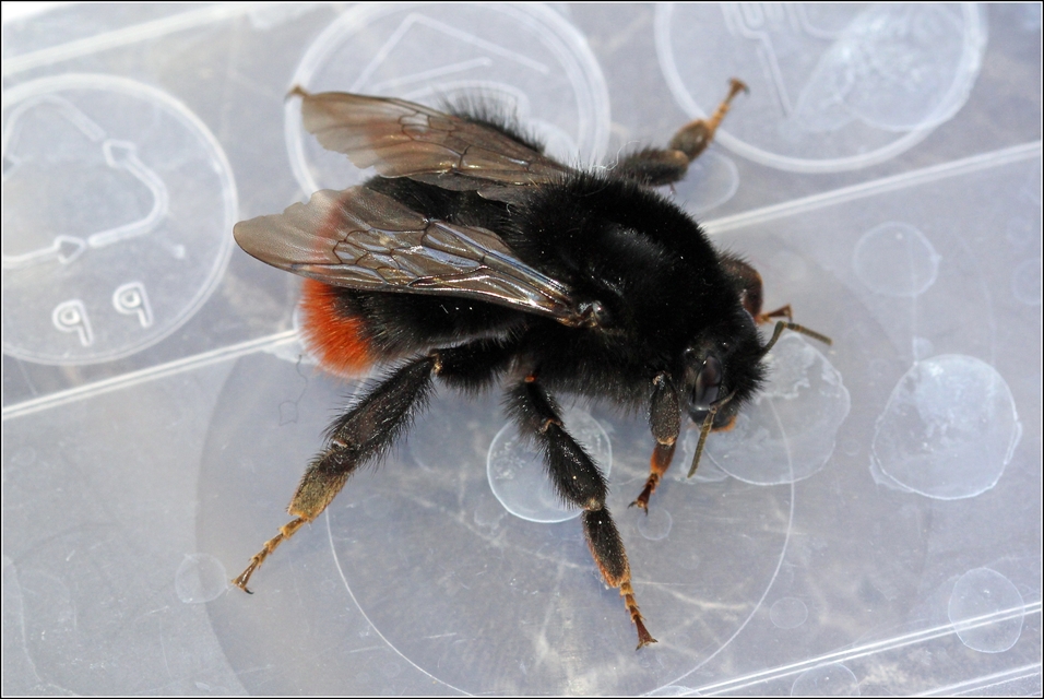 Bombus lapidarius - kövi poszméh