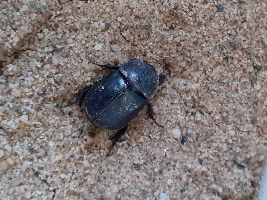 Pentodon idiota - butabogár
