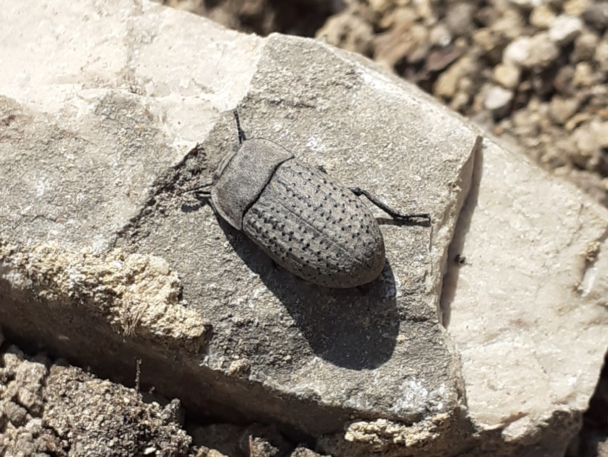 Opatrum sabulosum - sároshátú gyászbogár