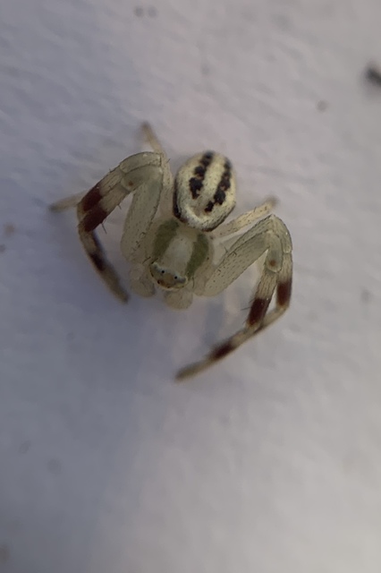 Misumena vatia - viráglakó karolópók