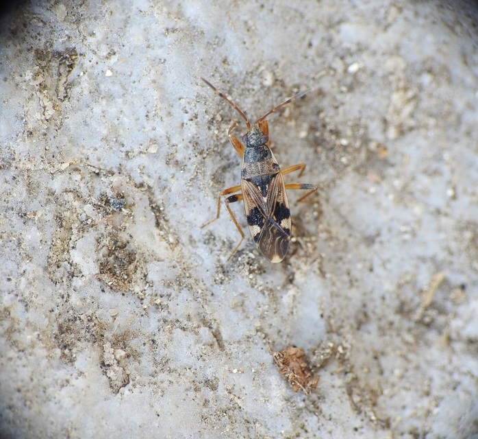 Beosus quadripunctatus - pettyes homokibodobács