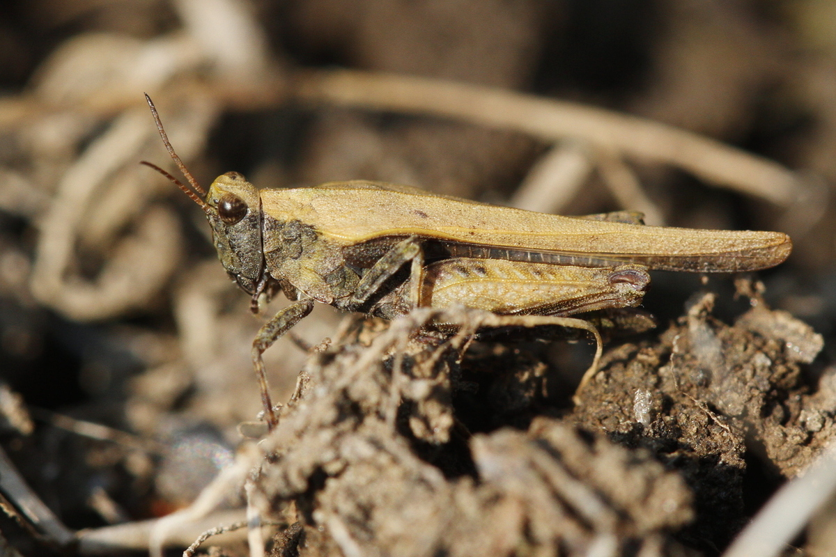 Tetrix subulata - közönséges tövishátúsáska