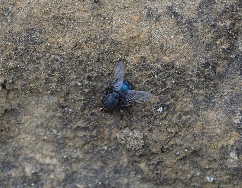 Calliphora vicina - kék dongólégy