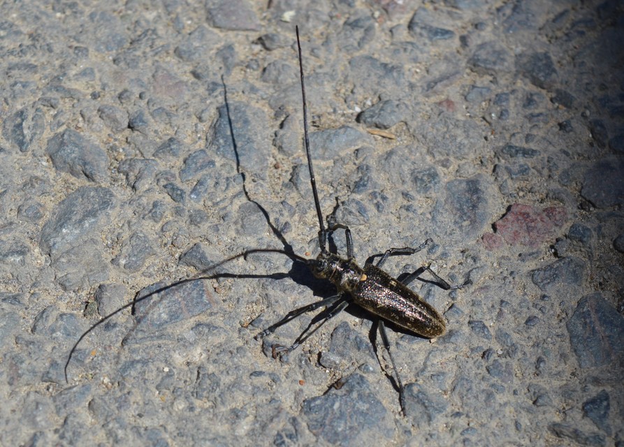 Monochamus galloprovincialis pistor - foltos fenyvescincér