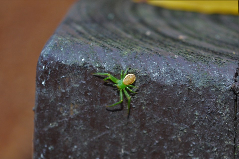 Diaea dorsata - címeres karolópók