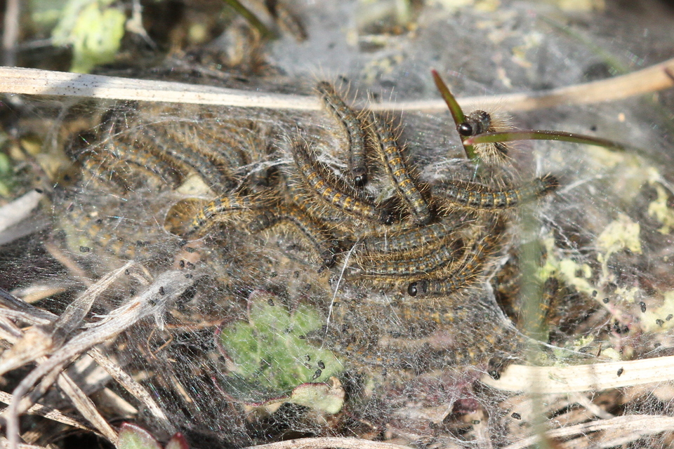 Malacosoma castrensis - kutyatejszövő