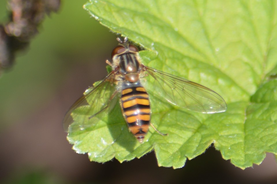 Episyrphus balteatus - ékfoltos zengőlégy