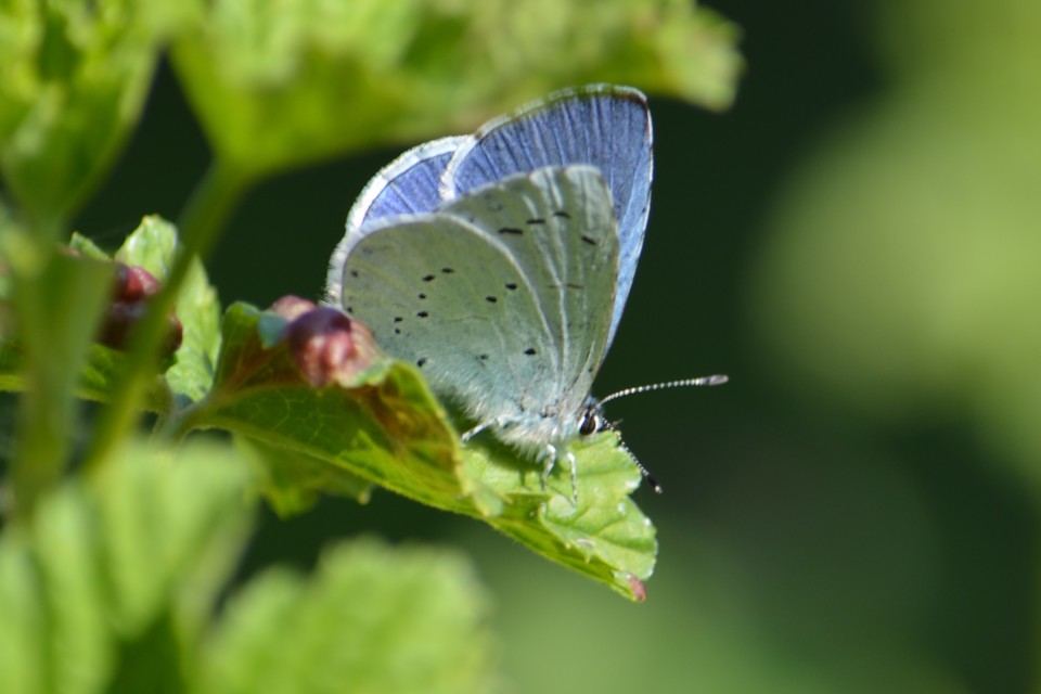 Celastrina argiolus - bengeboglárka