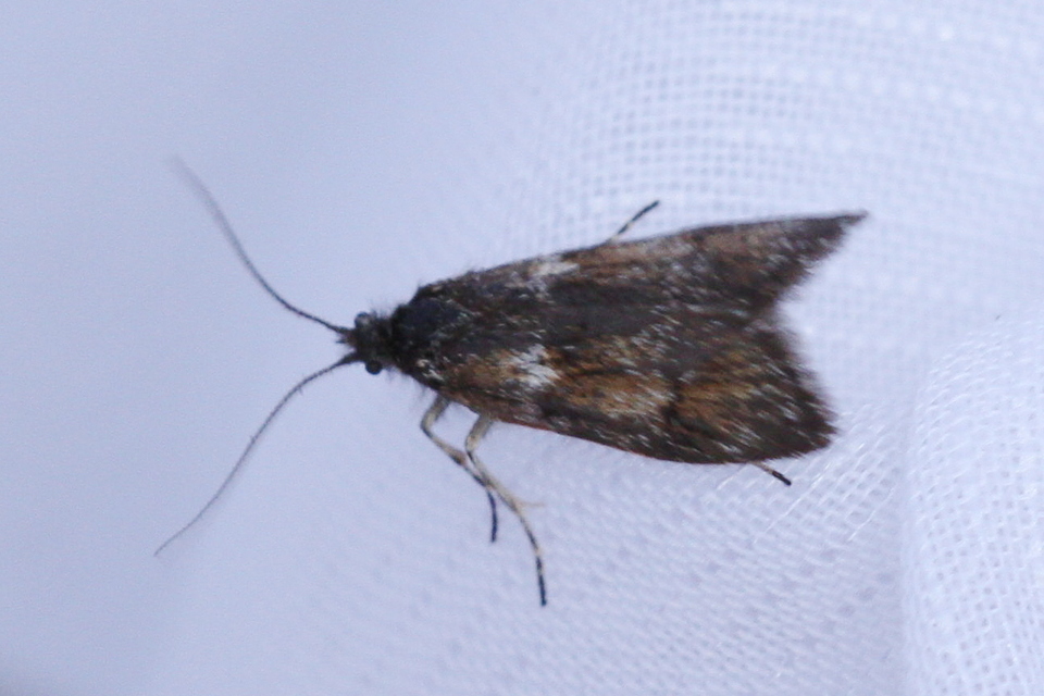 Dasystoma salicella - fűzszövő tavaszimoly