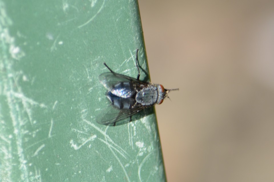 Calliphora