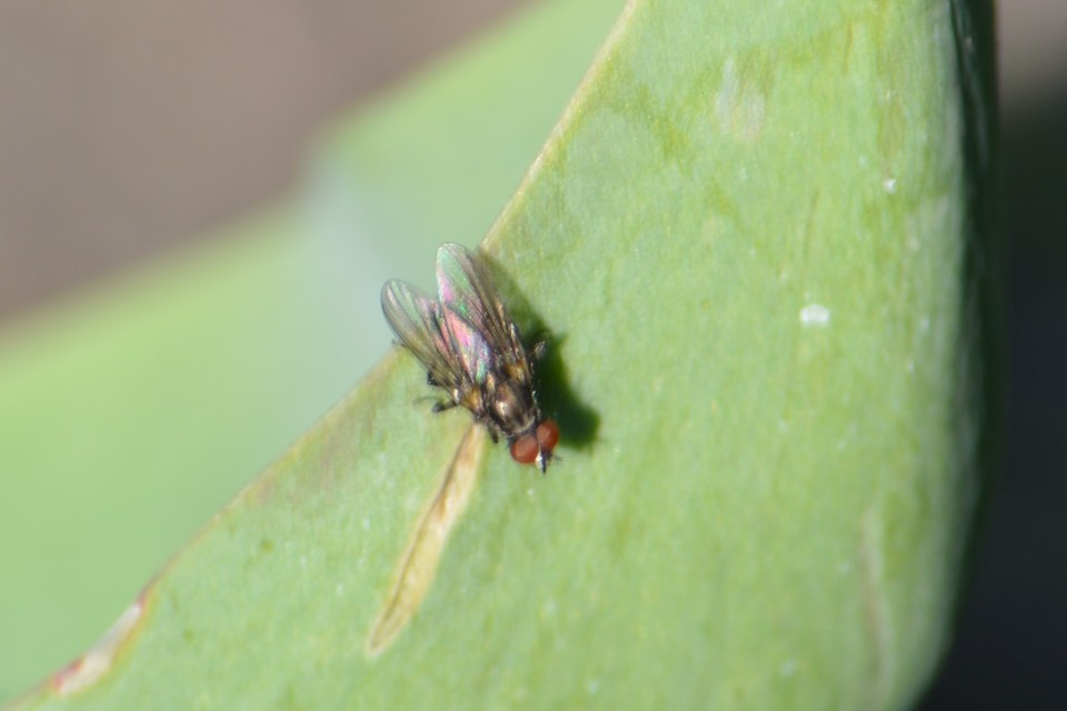 Anthomyiidae - viráglegyek