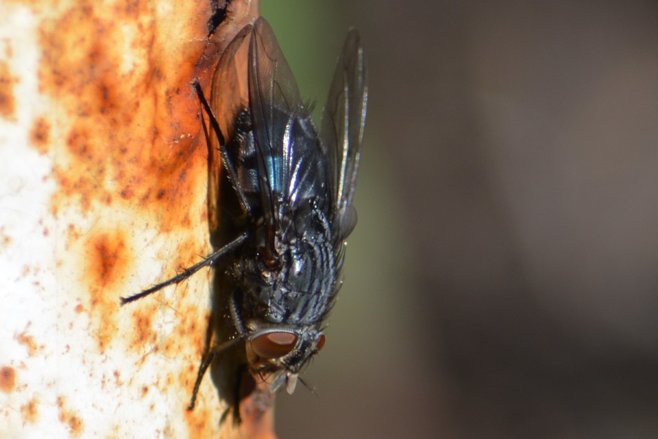 Calliphora vicina - kék dongólégy