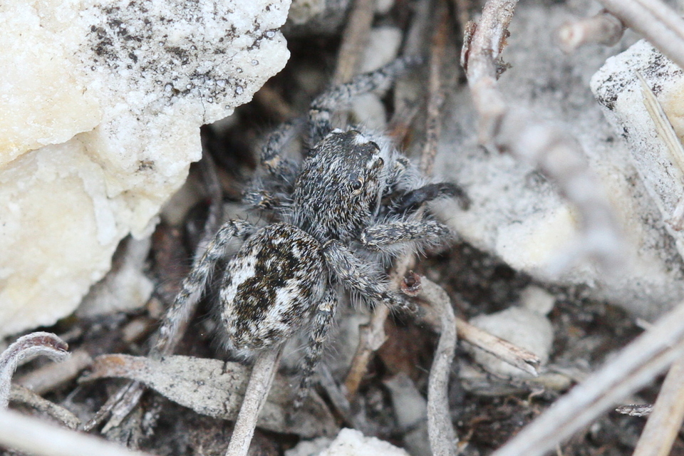 Philaeus chrysops - piros ugrópók
