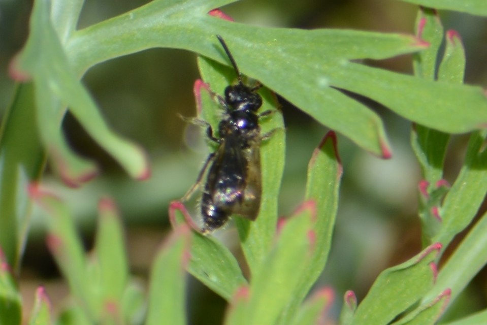 Crabronidae - szitásdarazsak