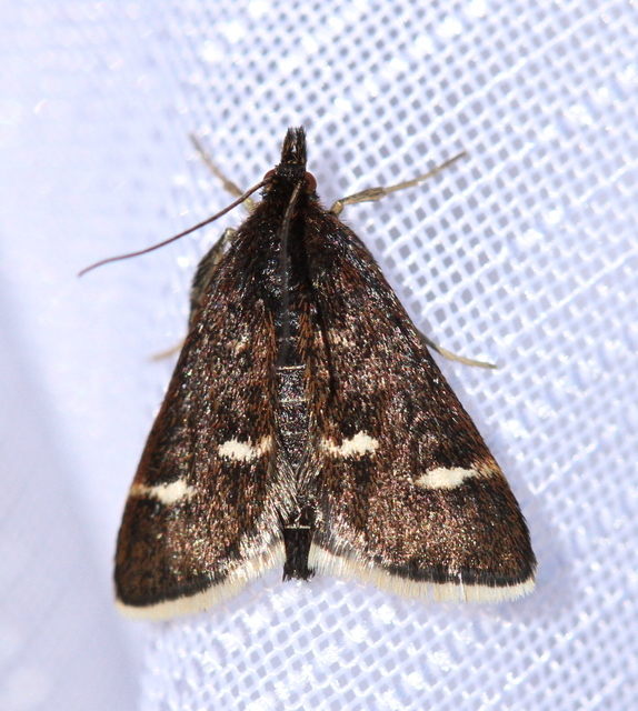 Pyrausta nigrata - fehérpettyes kormosmoly