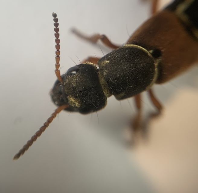 Staphylinus caesareus - aranysujtásos holyva