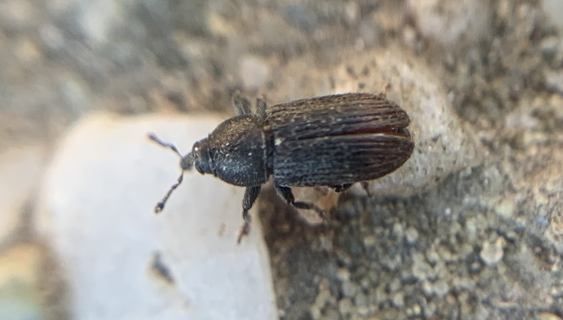 Mecinus pyraster - szélesnyakú útifűormányos