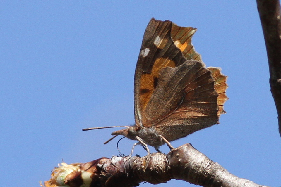 Libythea celtis - csőröslepke