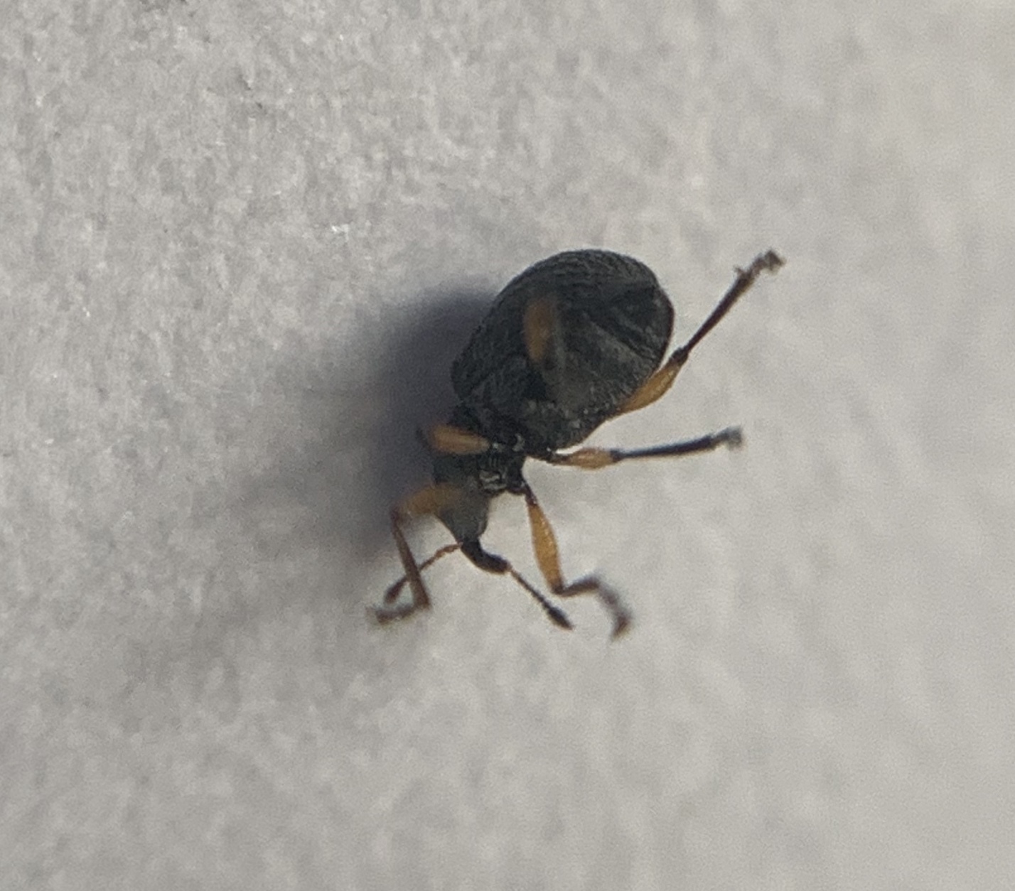 Eutrichapion viciae - bükköny-cickányormányos