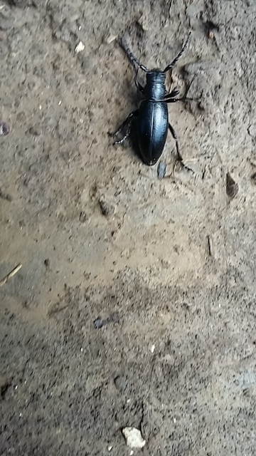 Dorcadion aethiops - fekete gyalogcincér