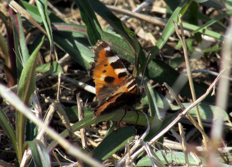 Nymphalis urticae - kis rókalepke