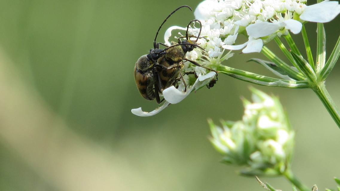 Pachytodes erraticus - rajzos virágcincér