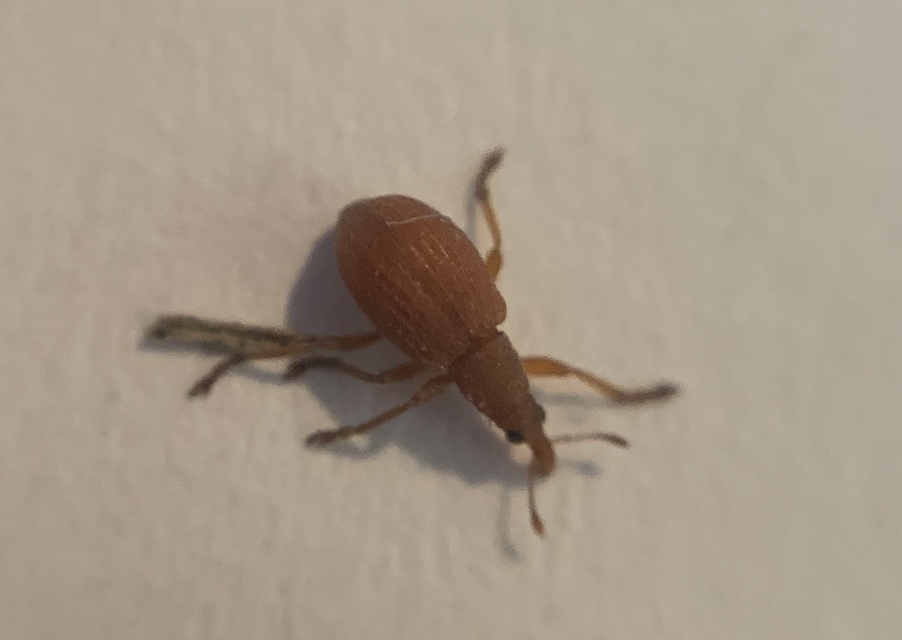 Apion cruentatum - vérpiros cickányormányos