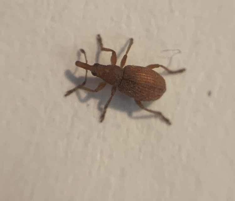 Apion rubiginosum - sóskaszár-cickányormányos
