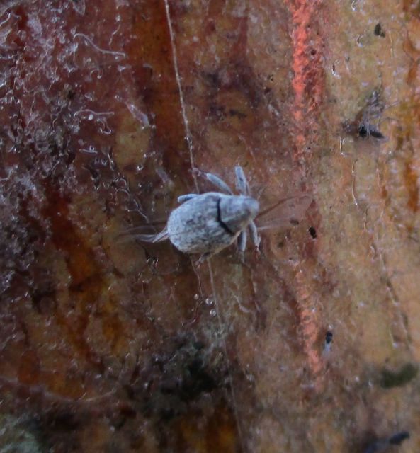 Ceutorhynchus pallidactylus - szőrös repce-ceutormányos