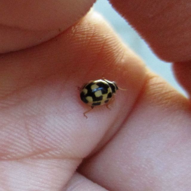 Propylea quatuordecimpunctata - tizennégypettyes füsskata