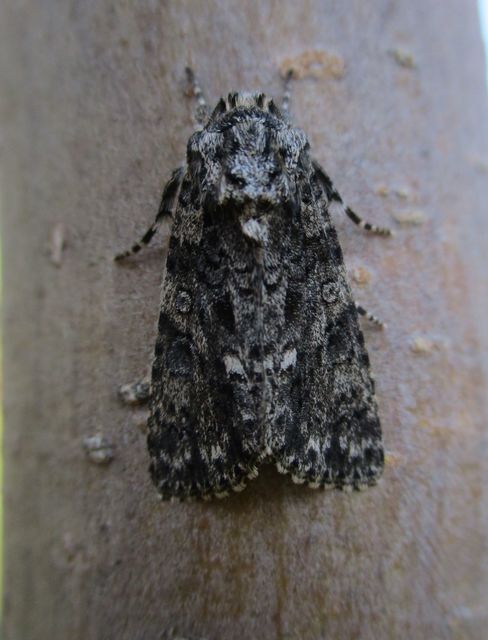 Acronicta rumicis - sóska-szigonyosbagoly