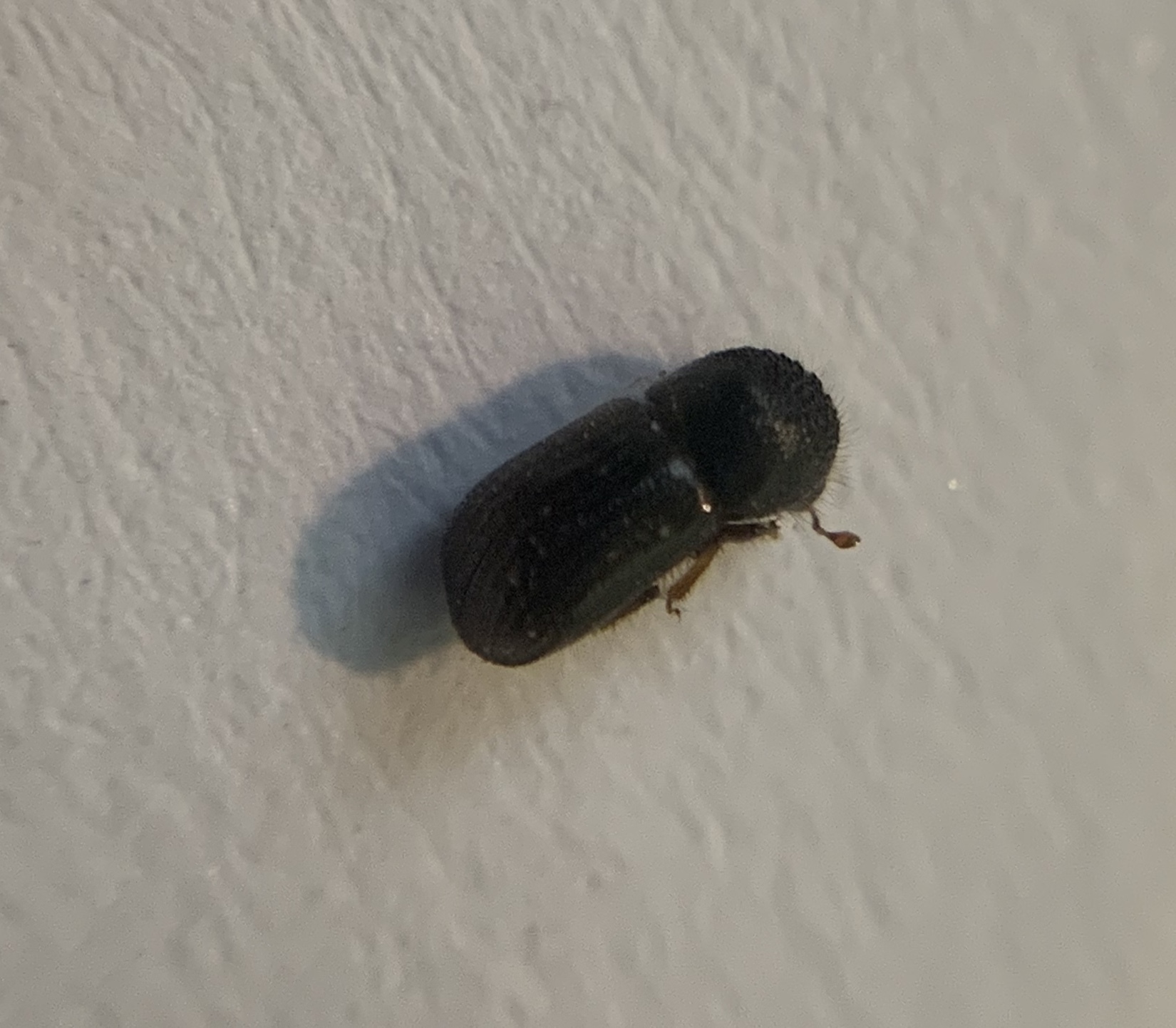 Anisandrus dispar - kétalakú púposszú