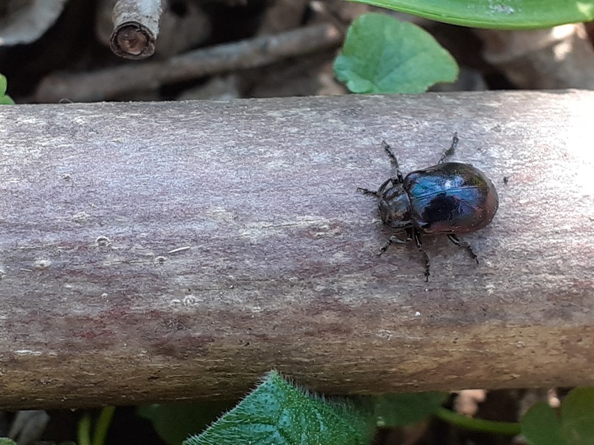 Chrysomela cuprea - fémes fűzlevelész