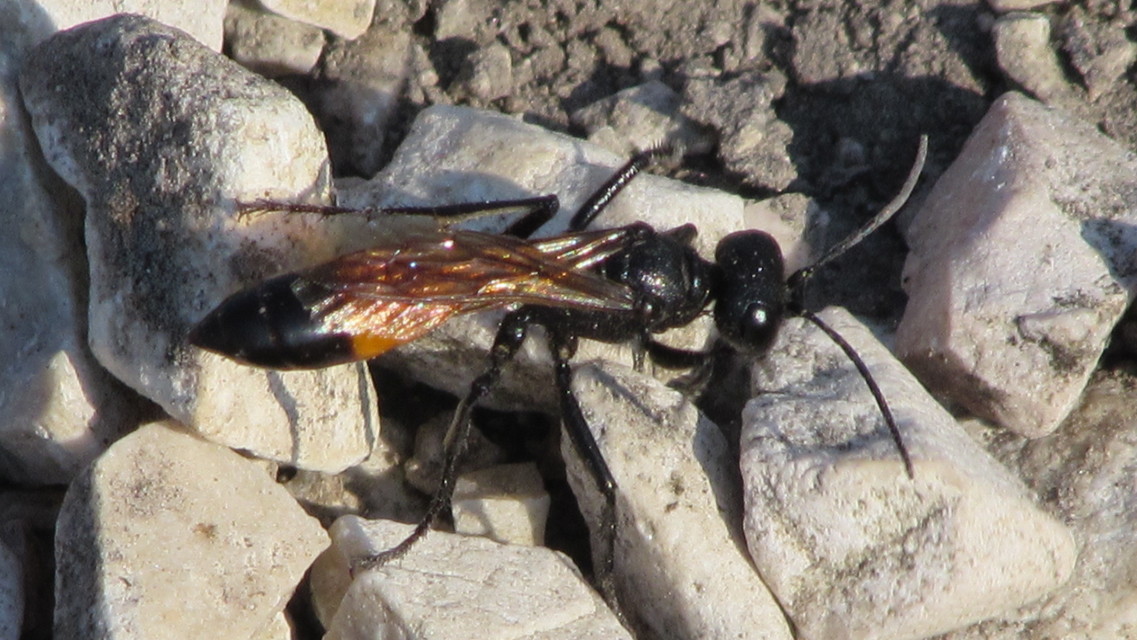 Podalonia