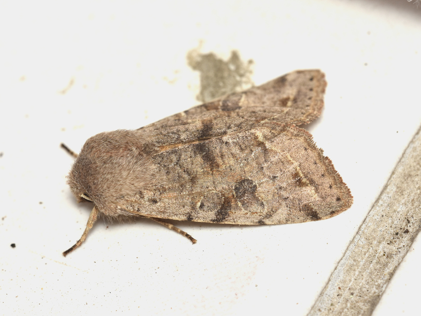 Orthosia incerta - változékony barkabagoly