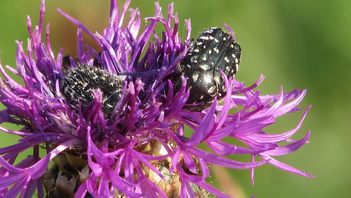 Oxythyrea funesta - sokpettyes virágbogár
