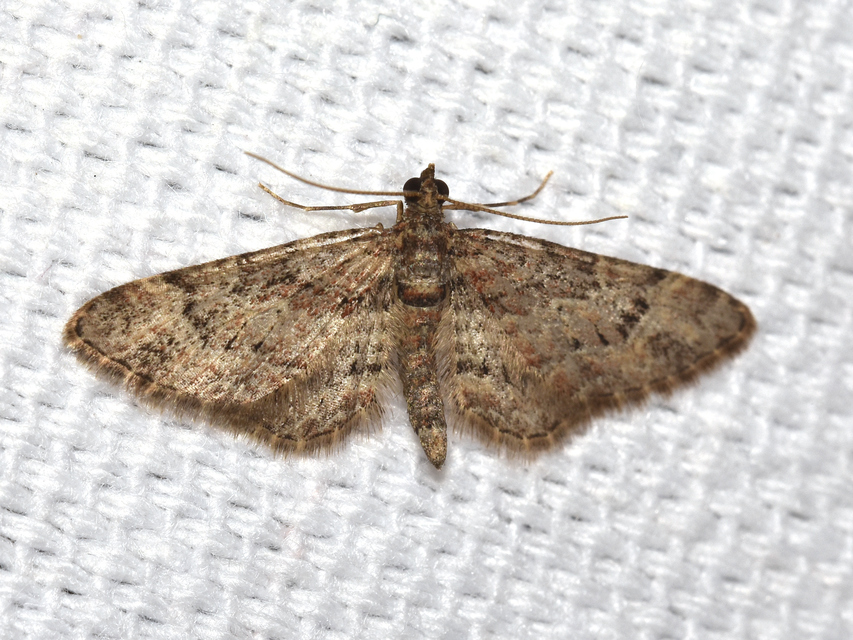 Gymnoscelis rufifasciata - vöröscsíkos törpearaszoló