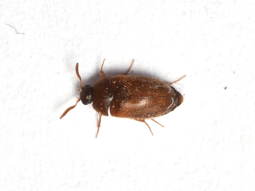 Attagenus smirnovi - afrikai szűcsbogár