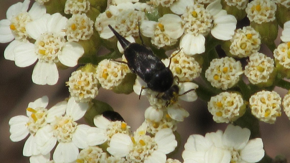 Mordellidae - marókafélék