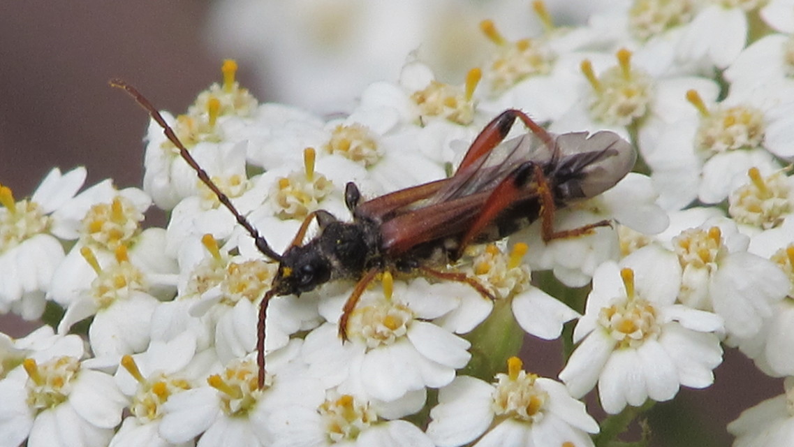 Stenopterus rufus - tarkacsápú keskenyfedőscincér