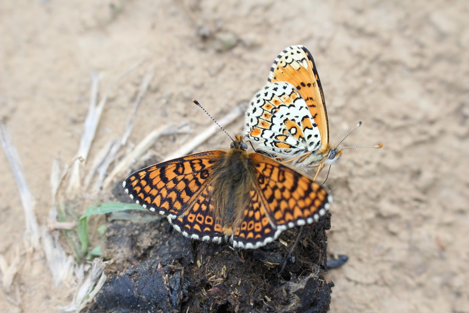Melitaea cinxia - réti tarkalepke