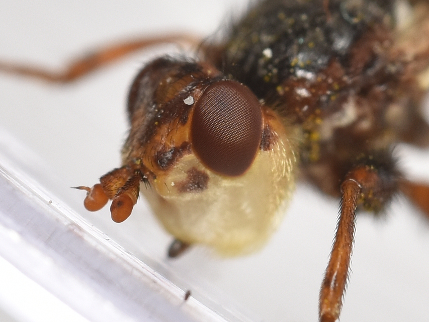 Myopa