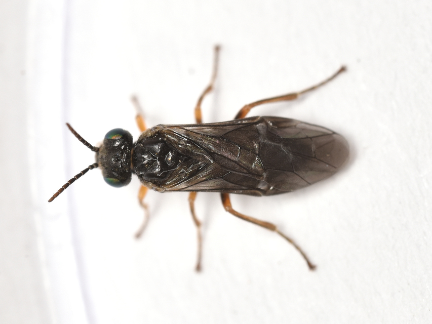 Tenthredinidae - valódi levéldarazsak
