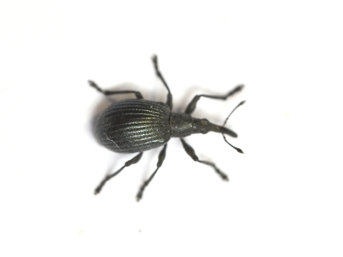 Eutrichapion punctiger - bükkönyrontó cickányormányos