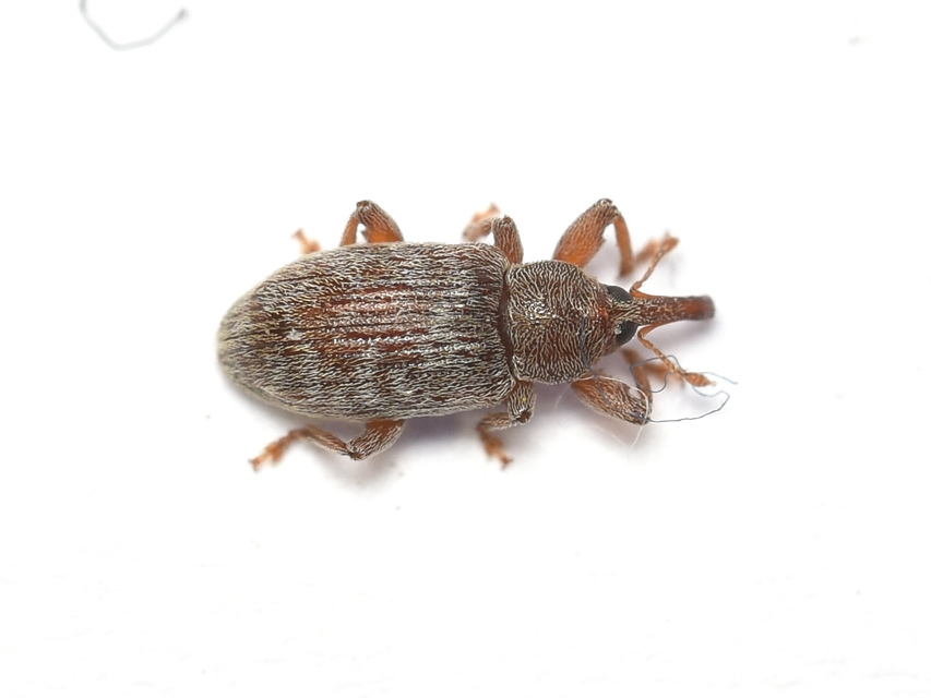 Dorytomus puberulus - feketenyár-hangormányos