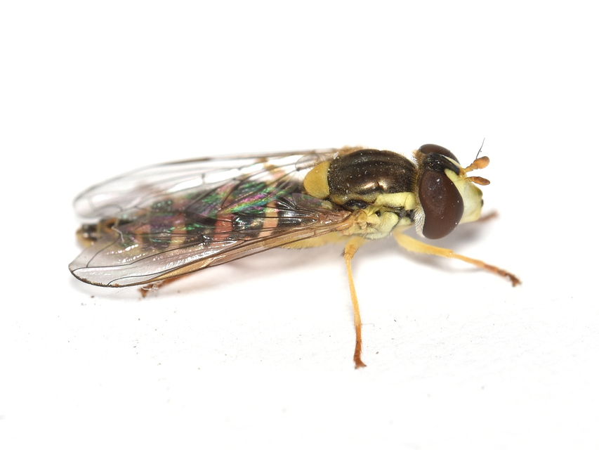 Sphaerophoria