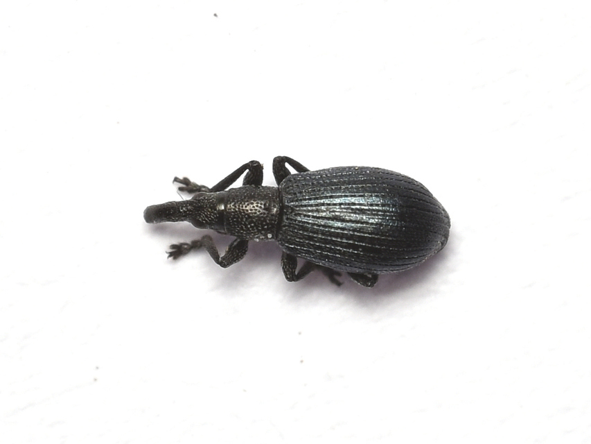 Stenopterapion meliloti - somkóró-cickányormányos
