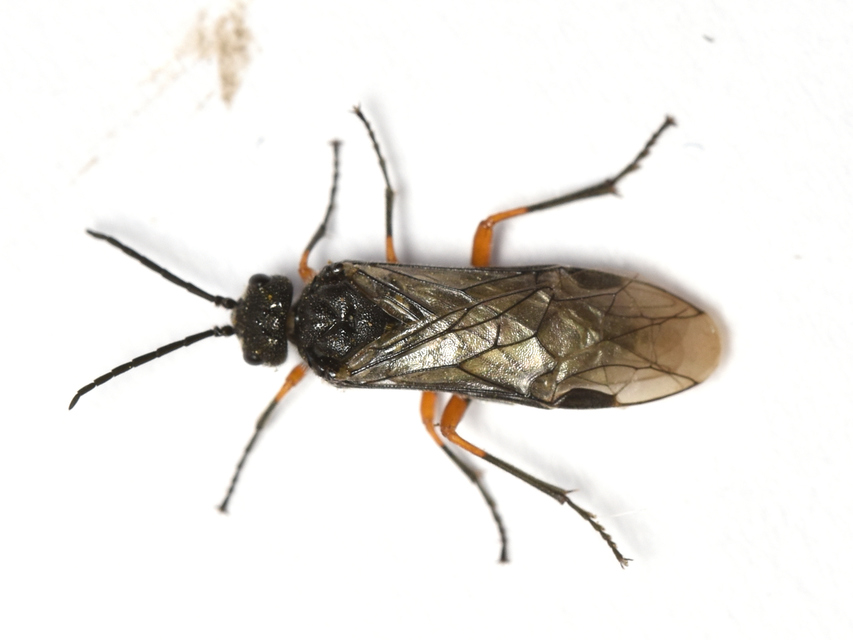 Tenthredinidae - valódi levéldarazsak